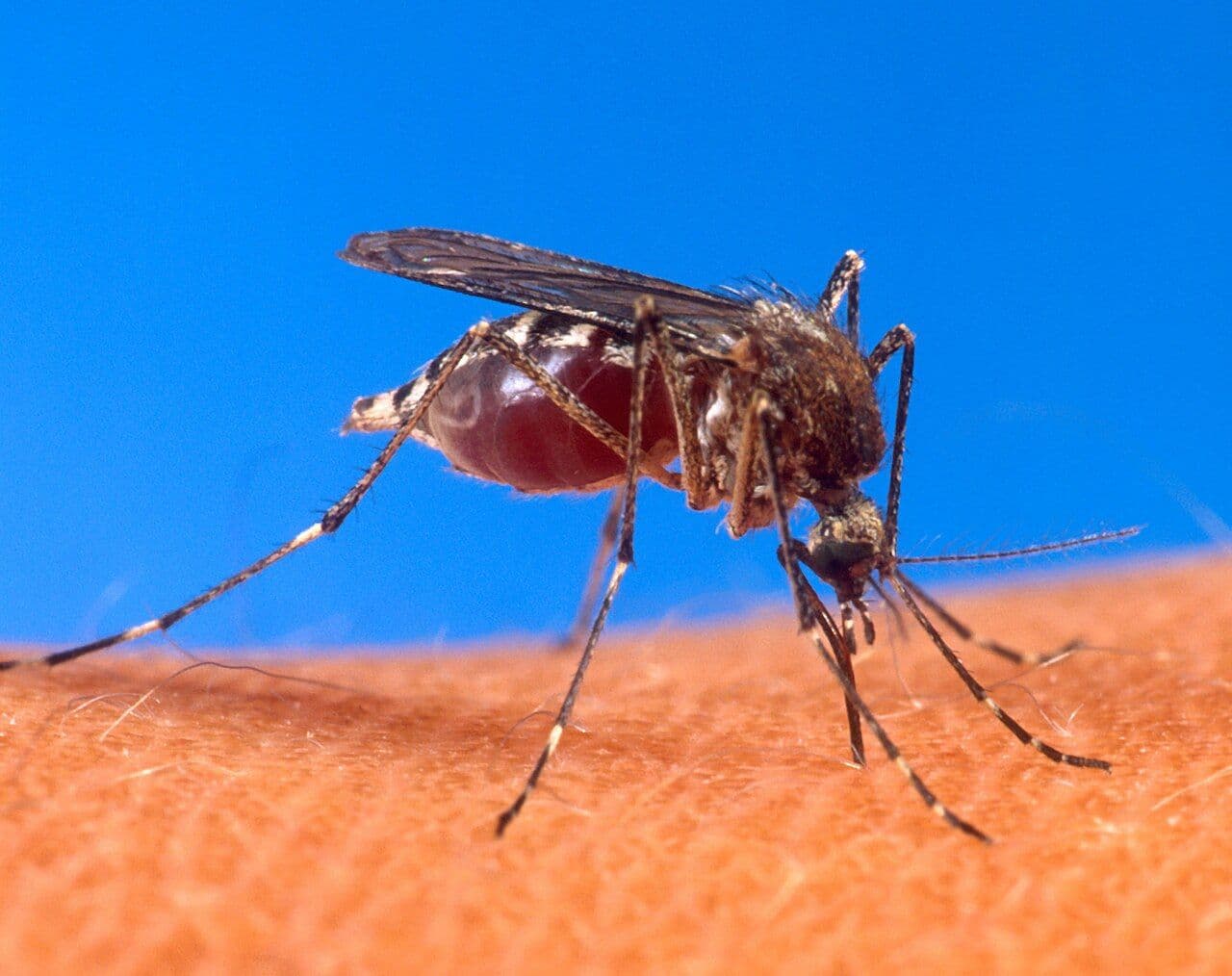 JJ Hospital Malaria Death: Nursing Student Dies, Two Resident Doctors in ICU with Dengue
